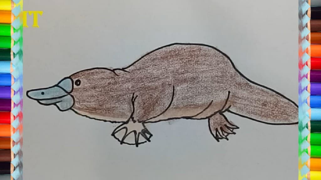How to draw a platypus