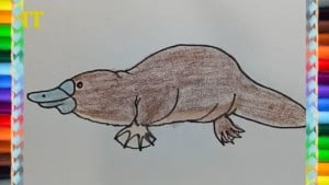 How to draw a platypus