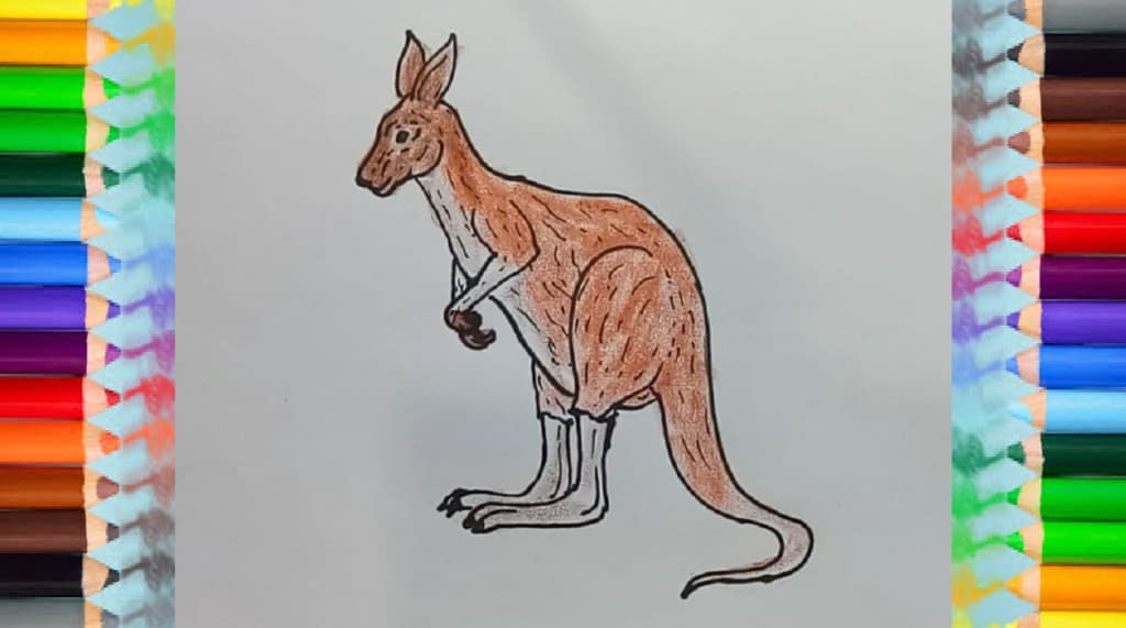 how to draw a kangaroo