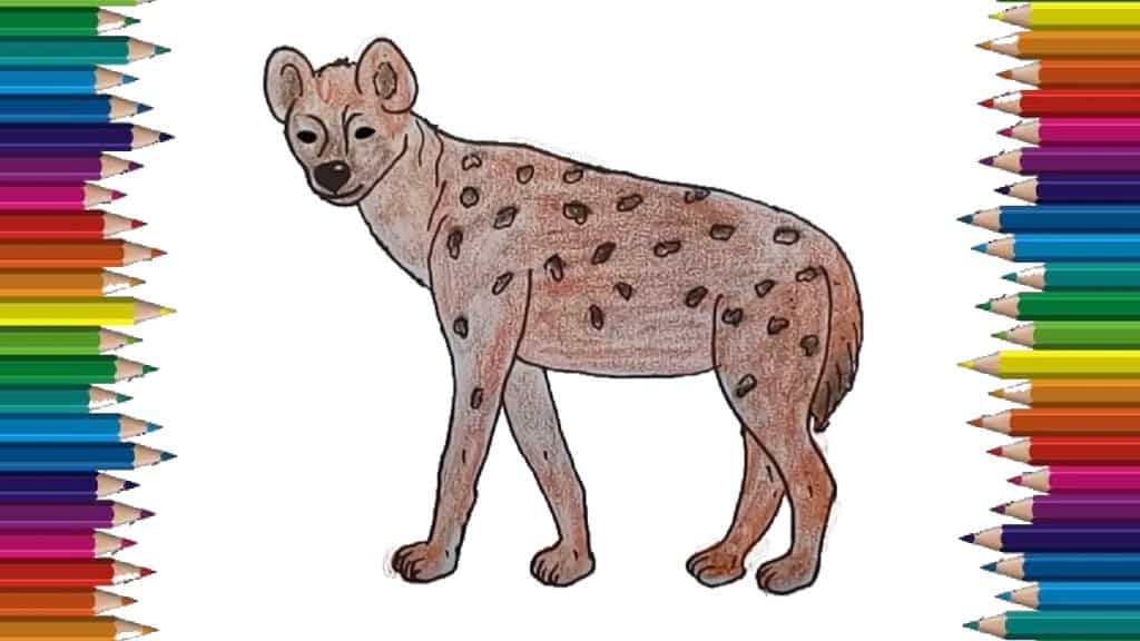 How to draw a Hyena step by step easy easy animals to draw