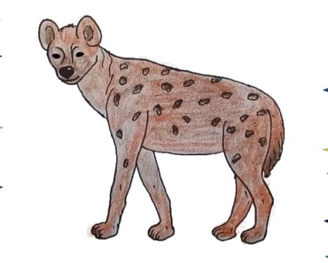 How to draw a Hyena step by step easy | easy animals to draw