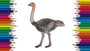 how to draw a ostrich step by step easy