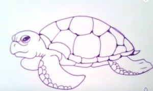 how to draw a sea turtle easy step by step