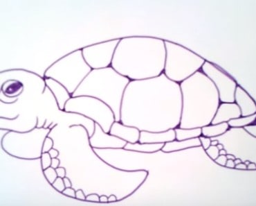 how to draw a sea turtle easy step by step