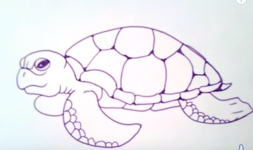 How To Draw A Sea Turtle Easy Step By Step