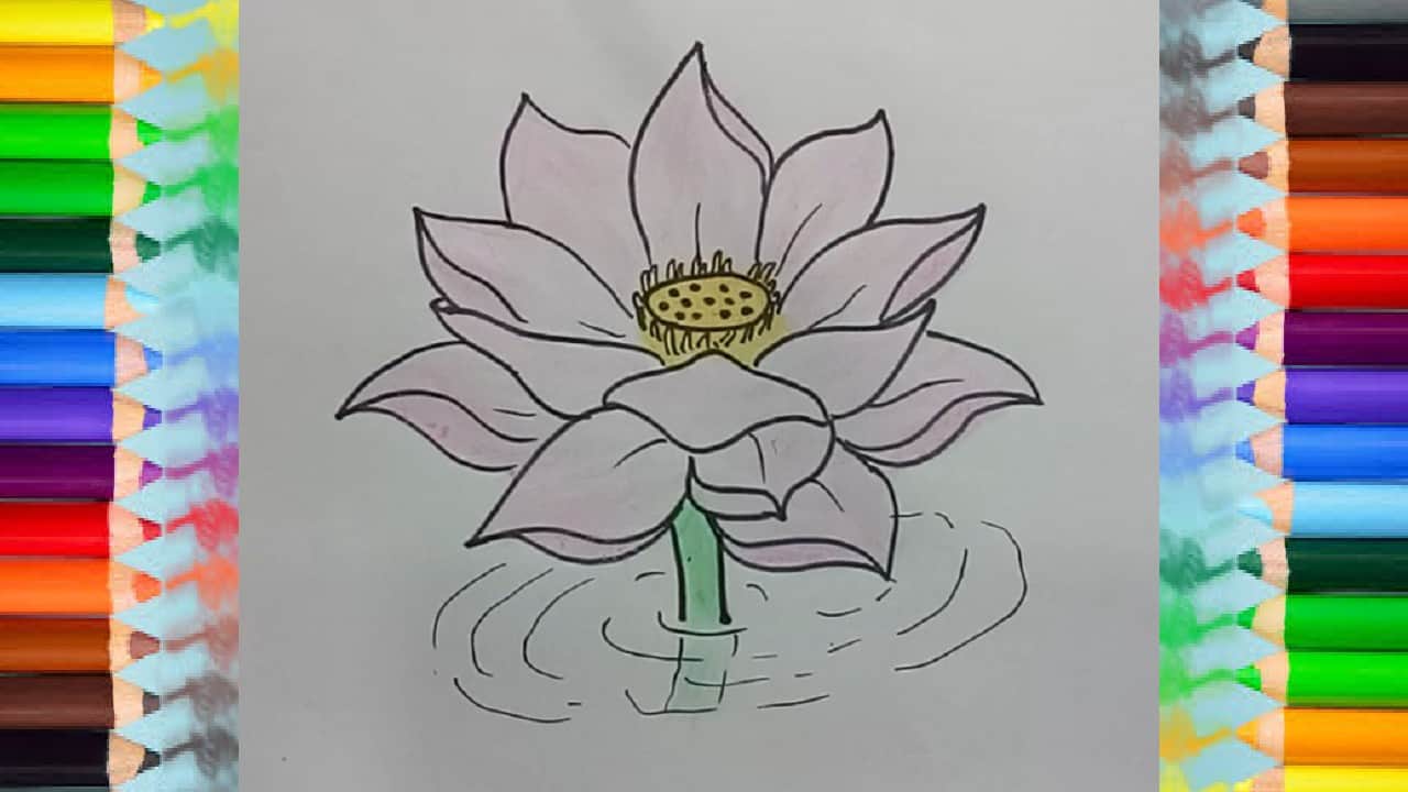 Stock art drawing of a Lotus Flower Plant-saigonsouth.com.vn