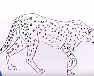 How To Draw A Cheetah For Kids Archives How To Draw Step By Step