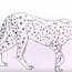How To Draw A Cheetah easy step by step – Easy animals to draw