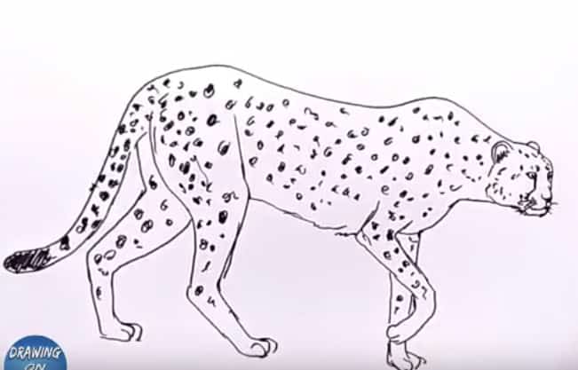 How To Draw A Cheetah Easy Step By Step Easy Animals To Draw