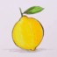 How to draw a lemon easy step by step | Fruits drawing