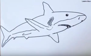 How to Draw a Bull Shark