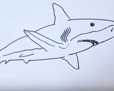 How to Draw a Bull Shark easy step by step – Easy animals to draw