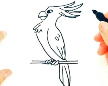 How to Draw a Cockatoo easy step by step – Easy animals to draw
