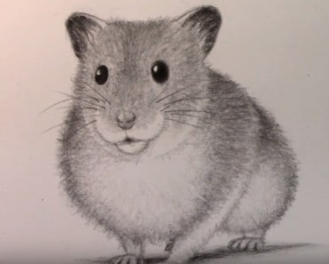 How to Draw a Hamster easy step by step (animals)