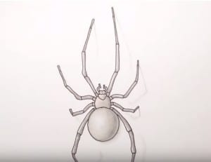 How to Draw a Spider easy Step by Step
