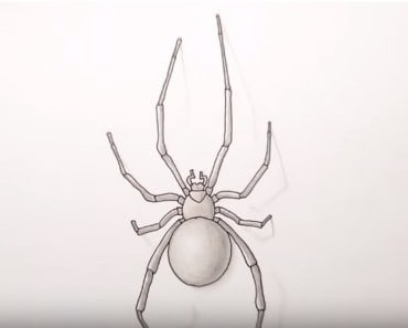 How to Draw a Spider easy Step by Step