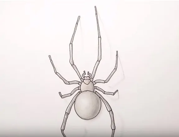 How to Draw a Spider easy Step by Step