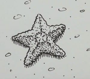 How to draw Starfish easy step by step