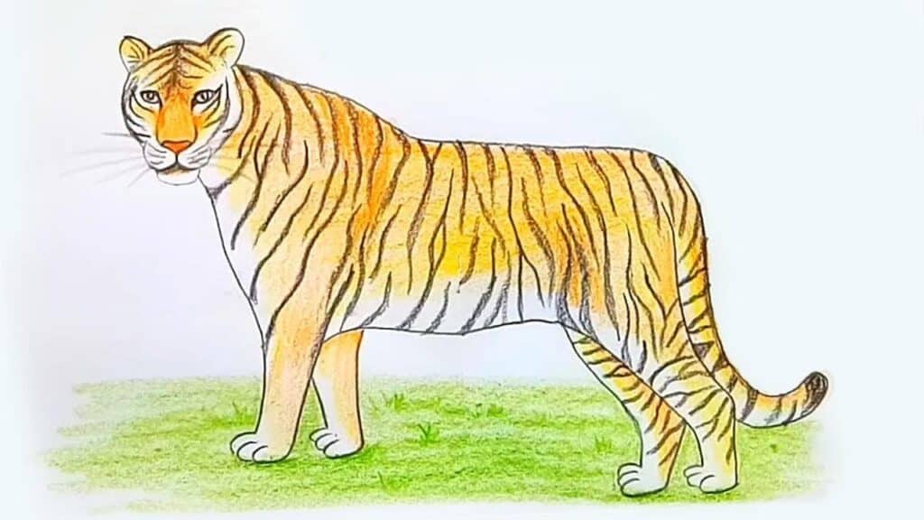 How to draw a Bengal Tiger
