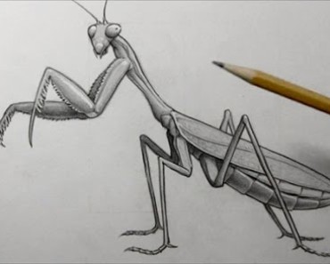 How to draw a praying mantis easy step by step | Easy animals to draw