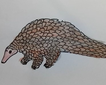 How to draw a pangolin step by step | Easy animals to draw easy