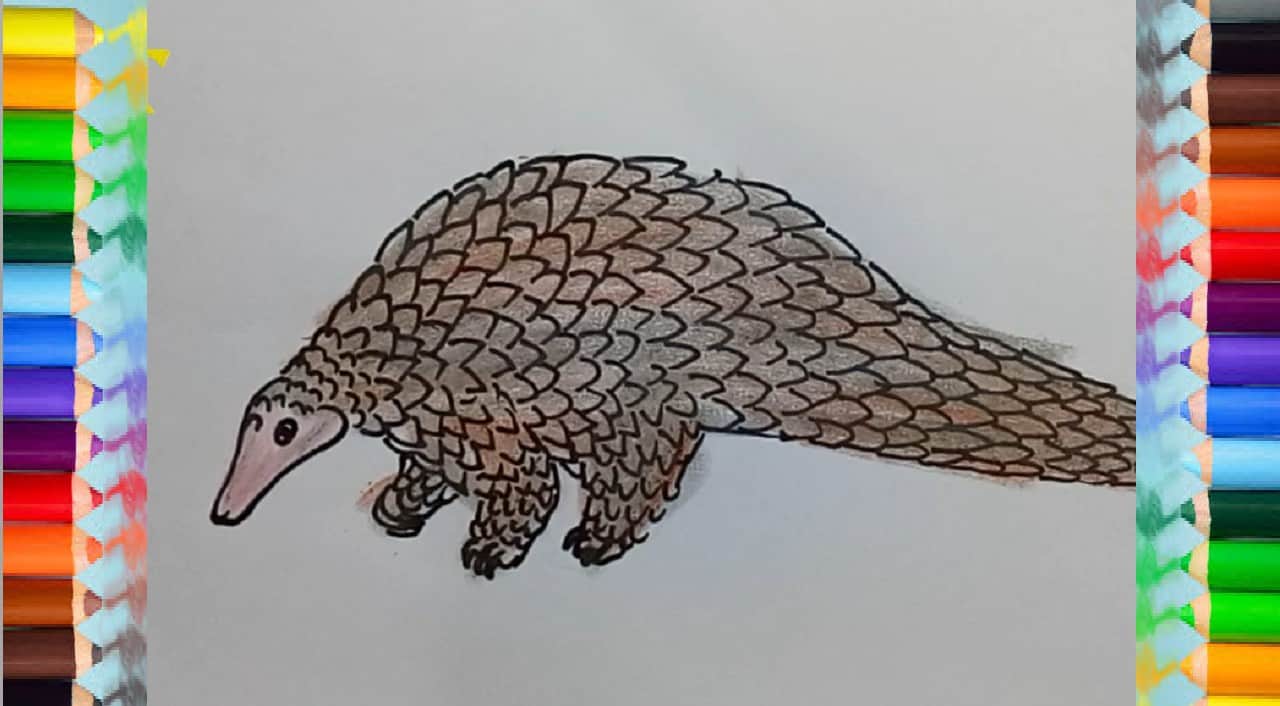 How to draw a pangolin step by step | Easy animals to draw easy