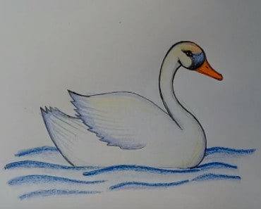 How to draw a Swan easy step by step | Easy animals to draw for kids