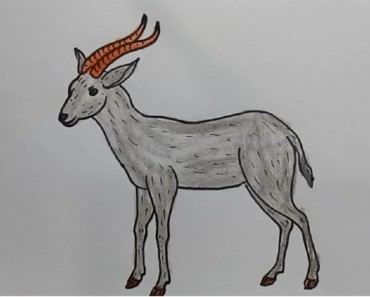 How to draw an antelope easy step by step | Easy animals to draw