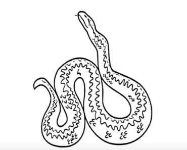 How to draw a adder easy step by step – Easy animals to draw