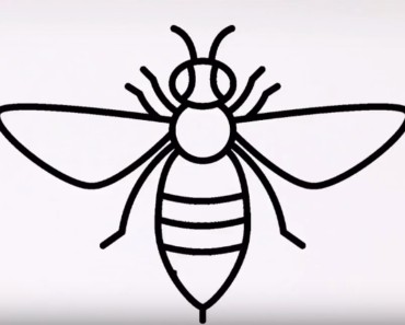 How to draw a bee easy step by step – Easy animals to draw