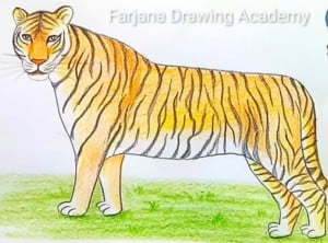 How to draw a bengal tiger step by step