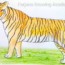 How to draw a bengal tiger step by step | Easy animals to draw