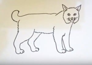 How to draw a bobcat easy step by step