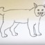 How to draw a bobcat easy step by step – Easy animals to draw