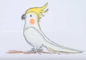 How to draw a cockatiel step by step easy