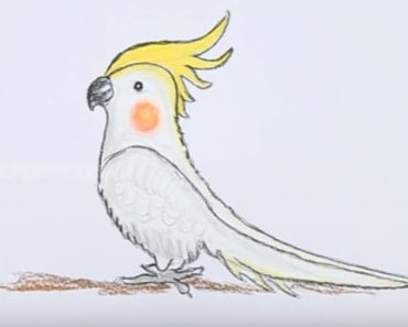 How to draw a cockatiel step by step easy – Easy animals to draw