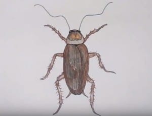 How to draw a cockroach easy step by step