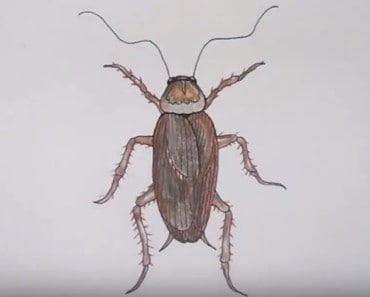 How to draw a cockroach easy step by step – Easy animals to draw