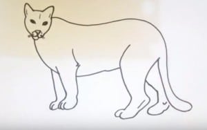 How to draw a cougar easy step by step