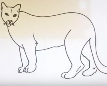 How to draw a cougar easy step by step – Easy animals to draw