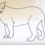 How to draw a cougar easy step by step – Easy animals to draw