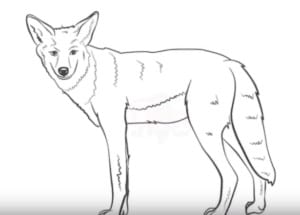 How to draw a coyote easy step by step
