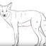How to draw a coyote easy step by step | Easy animals to draw