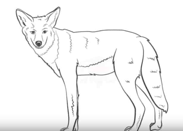 how-to-draw-a-coyote-easy-step-by-step-easy-animals-to-draw