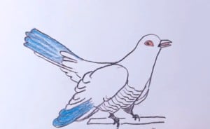 How to draw a cuckoo bird easy step by step