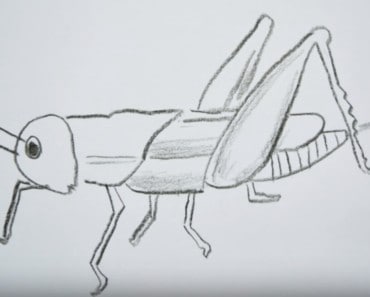 How to draw a grasshopper easy step by step – Easy animals to draw
