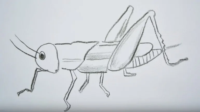 How to draw a grasshopper easy step by step