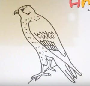 How to draw a hawk easy step by step