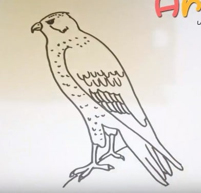How To Draw A Hawk Step By Step - bmp-power