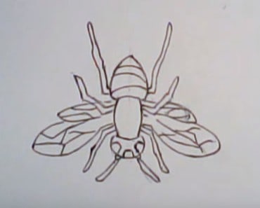 How to draw a hornet easy step by step – Easy animals to draw